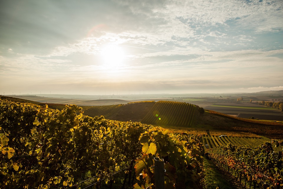Weingut Flick panorama Weinberge