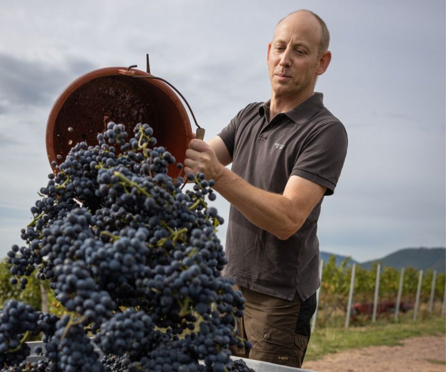 Weingut Ackermann Trauben